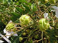 Morelle de Balbis - Solanum sisymbrifolium ou Solanum Balbisii (fam Solanacees) (5) (Photo F. Mrugala)